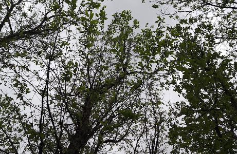 Celebrazione della Giornata Mondiale delle Foreste con una camminata a Zoagli