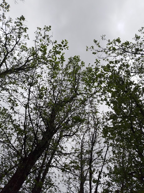 Celebrazione della Giornata Mondiale delle Foreste con una camminata a Zoagli