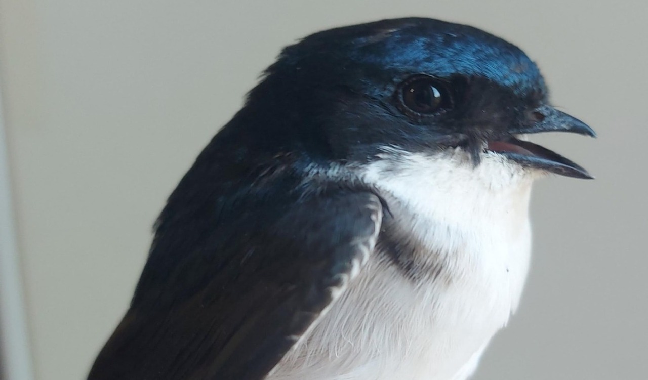 Un balestruccio ferito: il lungo volo dall’Africa interrotto dal cemento