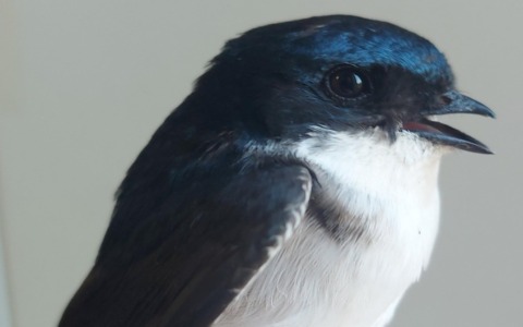 Un balestruccio ferito: il lungo volo dall’Africa interrotto dal cemento