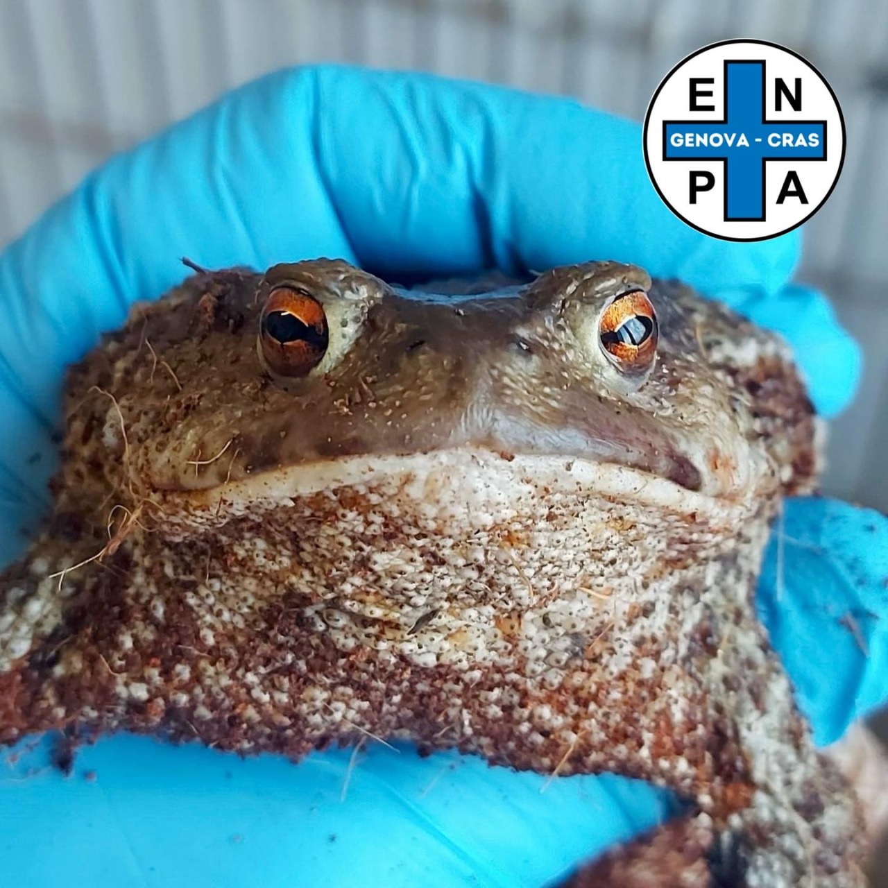 Un rospo salvato a Recco grazie all’intervento di una giovane