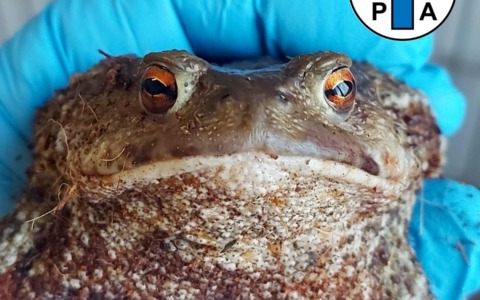 Un rospo salvato a Recco grazie all’intervento di una giovane