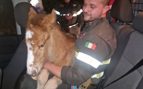 Vigili del Fuoco salvano un puledro selvaggio in difficoltà a Sori