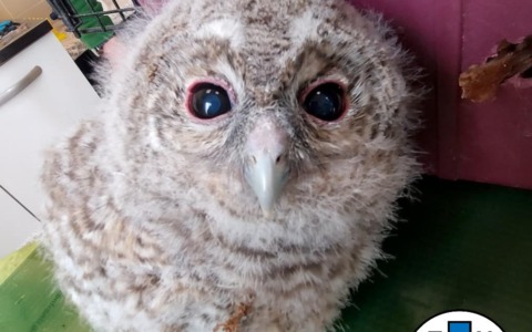 Avegno, un allocco soccorso dall’Enpa nel momento giusto