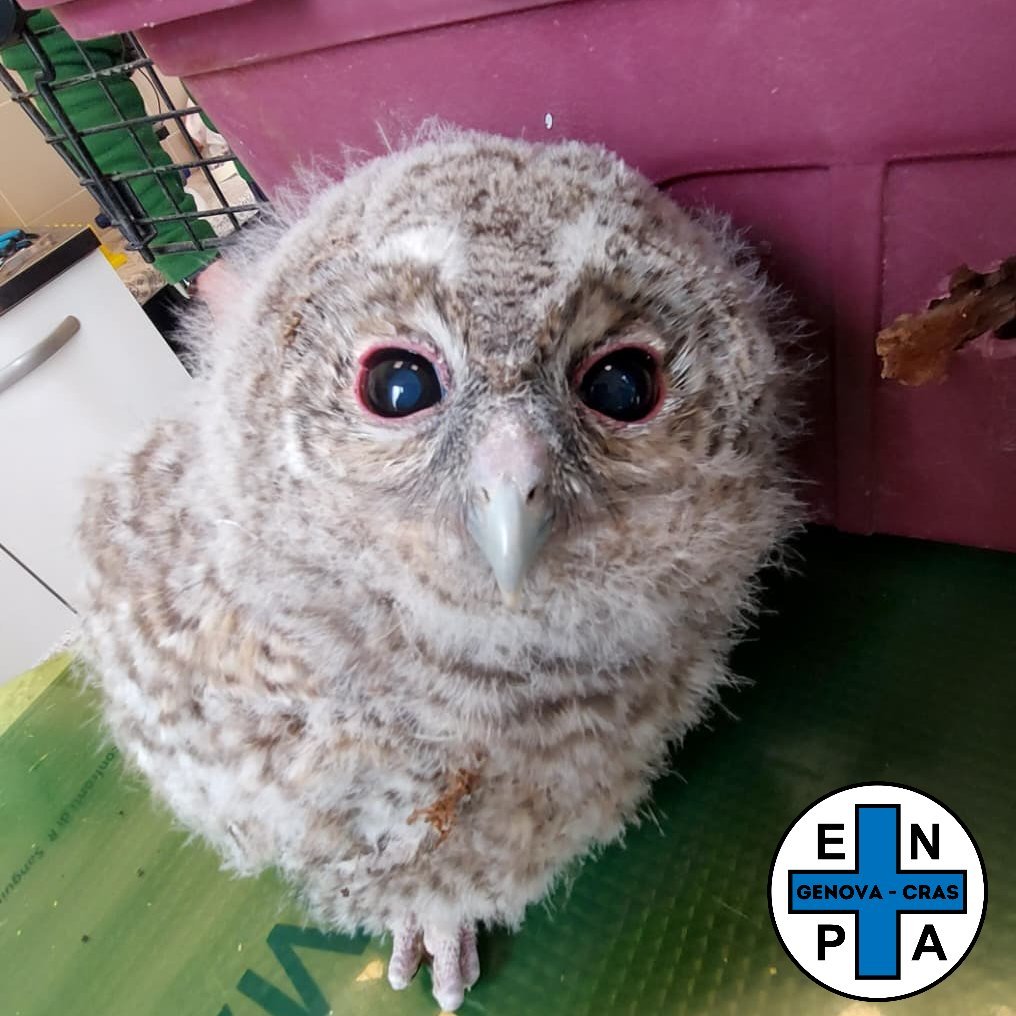 Avegno, un allocco soccorso dall’Enpa nel momento giusto