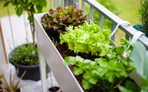 Coltiviamo: l’orto si arricchisce di lattuga e ravanello