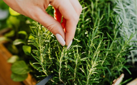 Dall’incanto di Naturello ai banchi di scuola: il mondo delle aromatiche in “Coltiviamo”