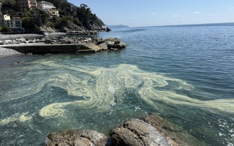 Denunce di inquinamento a Zoagli: si tratta di polline