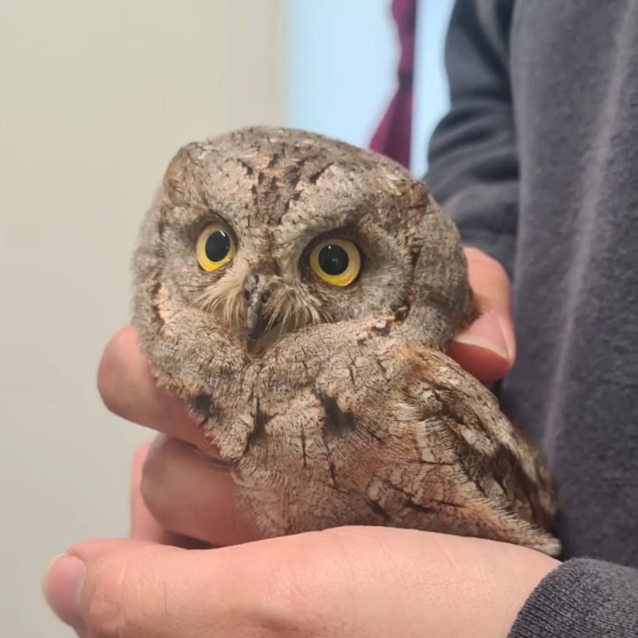 Intervento per un assiolo nel Parco di Portofino