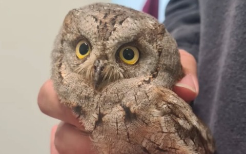 Intervento per un assiolo nel Parco di Portofino