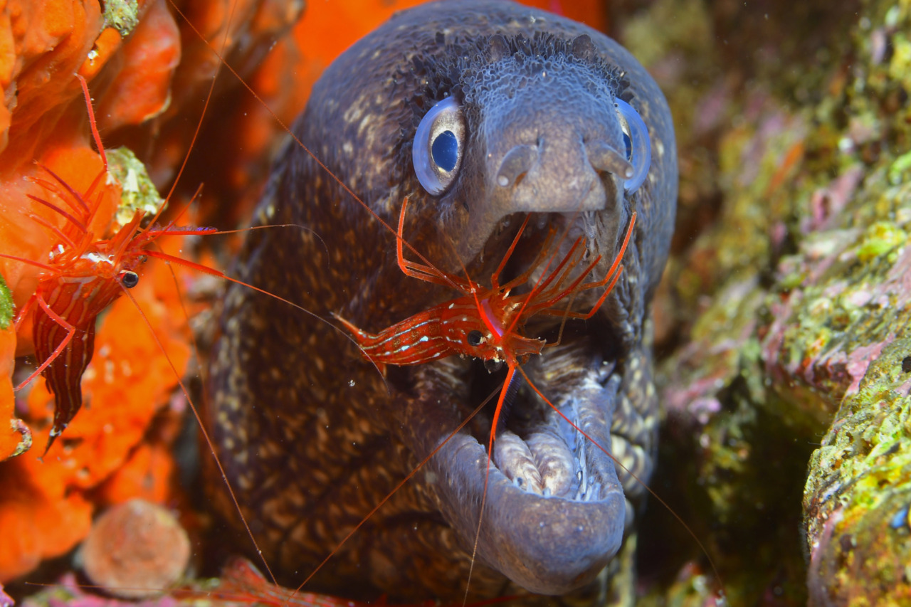 La mostra del Trofeo fotosub entra nelle scuole di Camogli