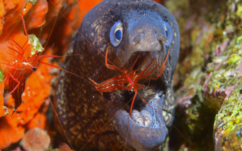 La mostra del Trofeo fotosub entra nelle scuole di Camogli