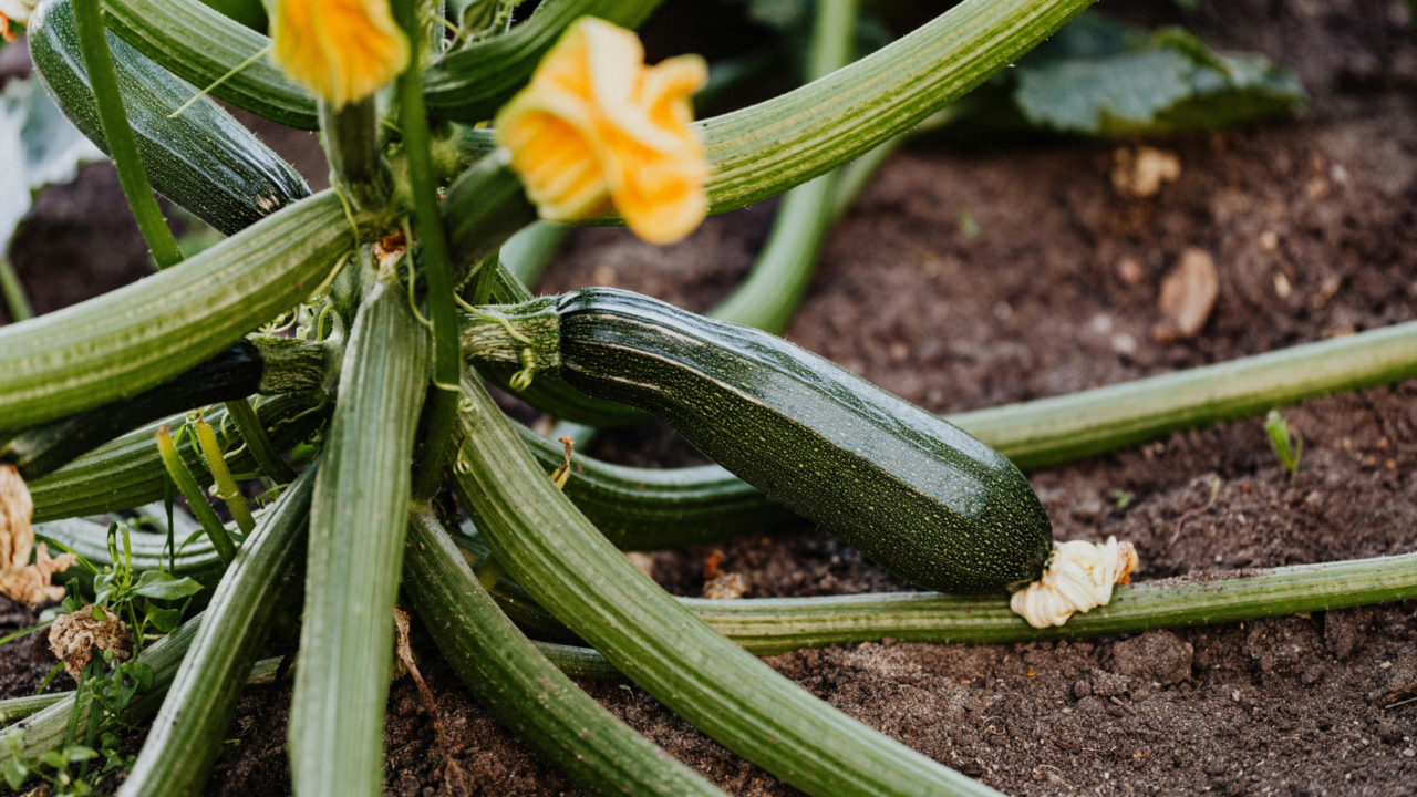 La zucchina, protagonista dell’orto per principianti