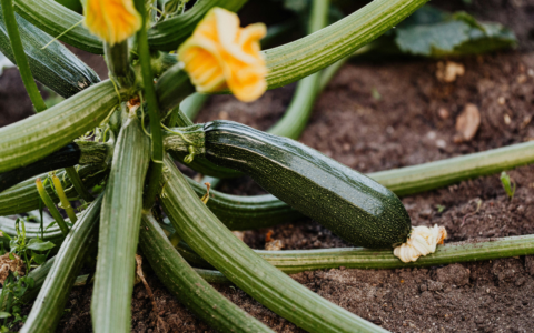La zucchina, protagonista dell’orto per principianti