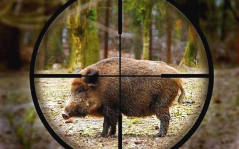 Nasce il Comitato Torrente San Francesco a Rapallo dopo l’abbattimento dei cinghiali