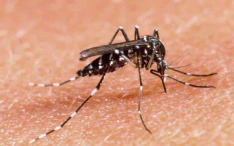 Sestri Levante avvia la campagna antilarvale contro le zanzare