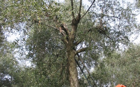 Sestri Levante: distribuzione gratuita di trappole per combattere la mosca dell’olivo