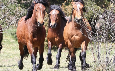 Valli del Parco dell’Aveto: eventi da non perdere all’aperto