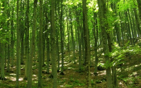 Alla scoperta della faggeta secolare del Monte Zatta