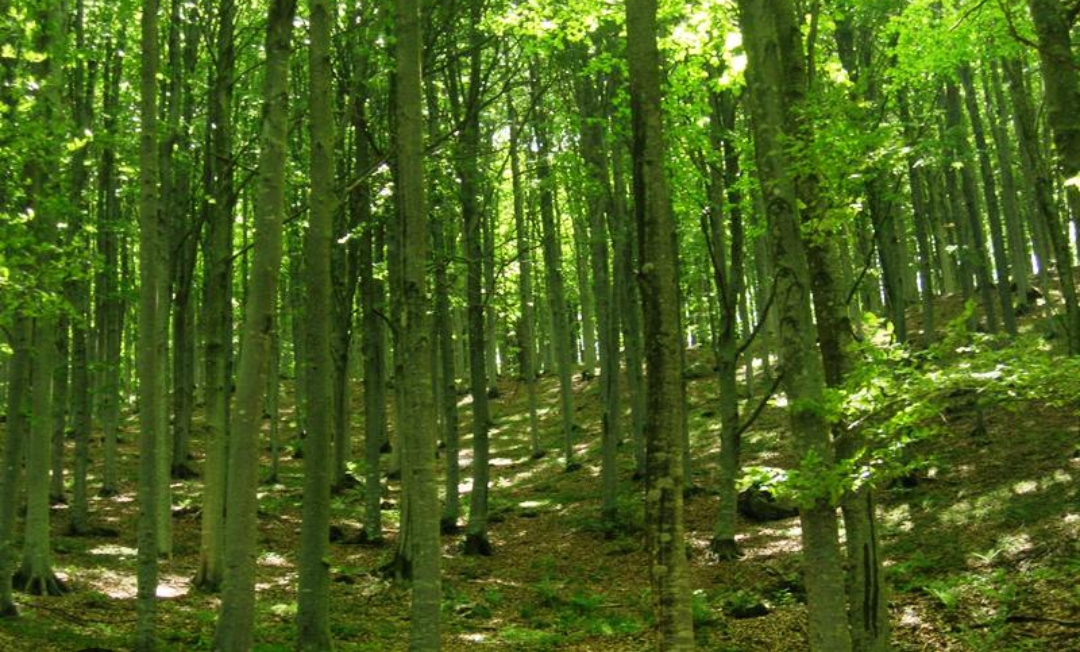 Alla scoperta della faggeta secolare del Monte Zatta