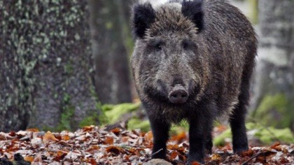 Aumento dei casi di Peste Suina Africana in Liguria