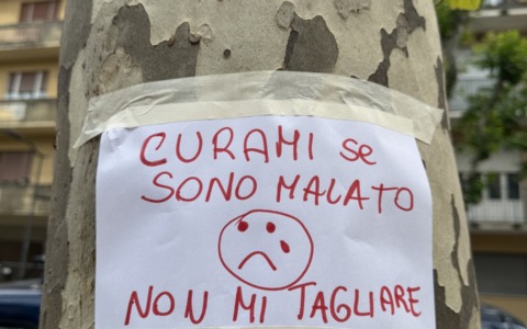 Controversia sugli abbattimenti dei platani di Corso Buenos Aires