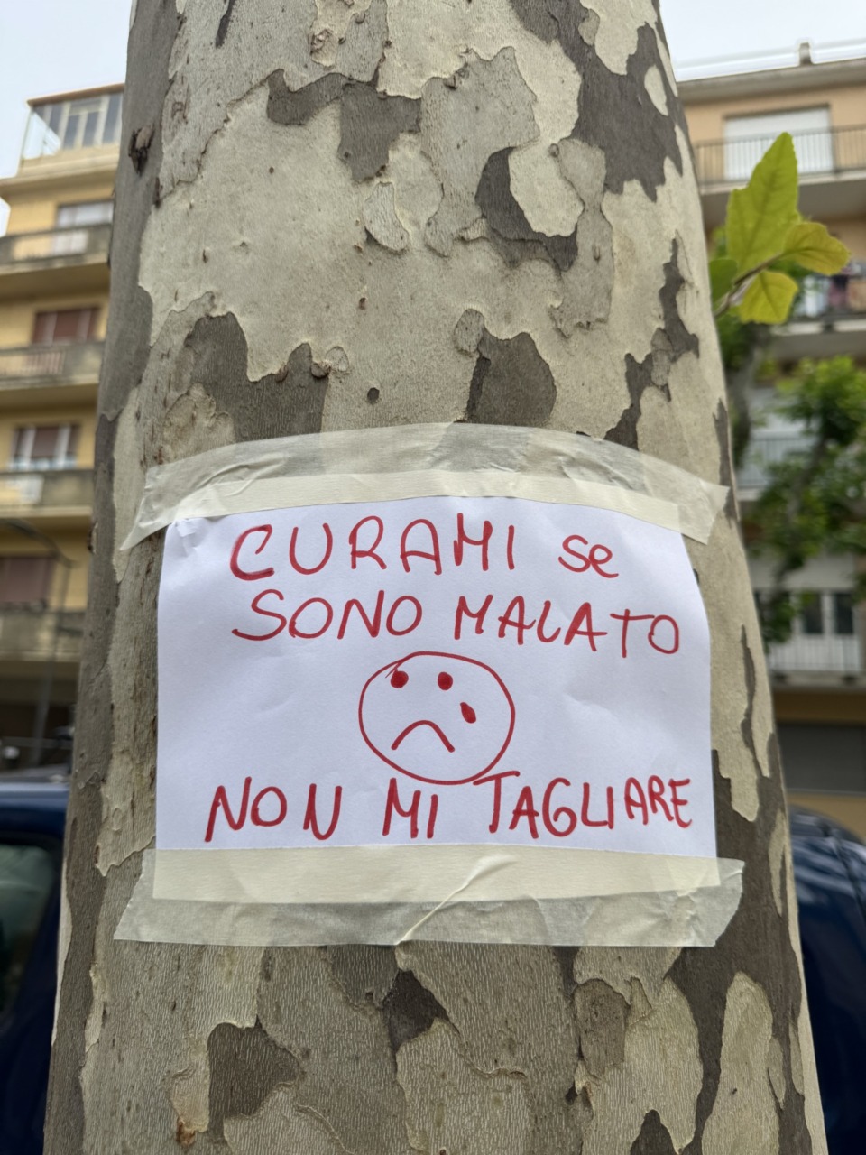 Controversia sugli abbattimenti dei platani di Corso Buenos Aires
