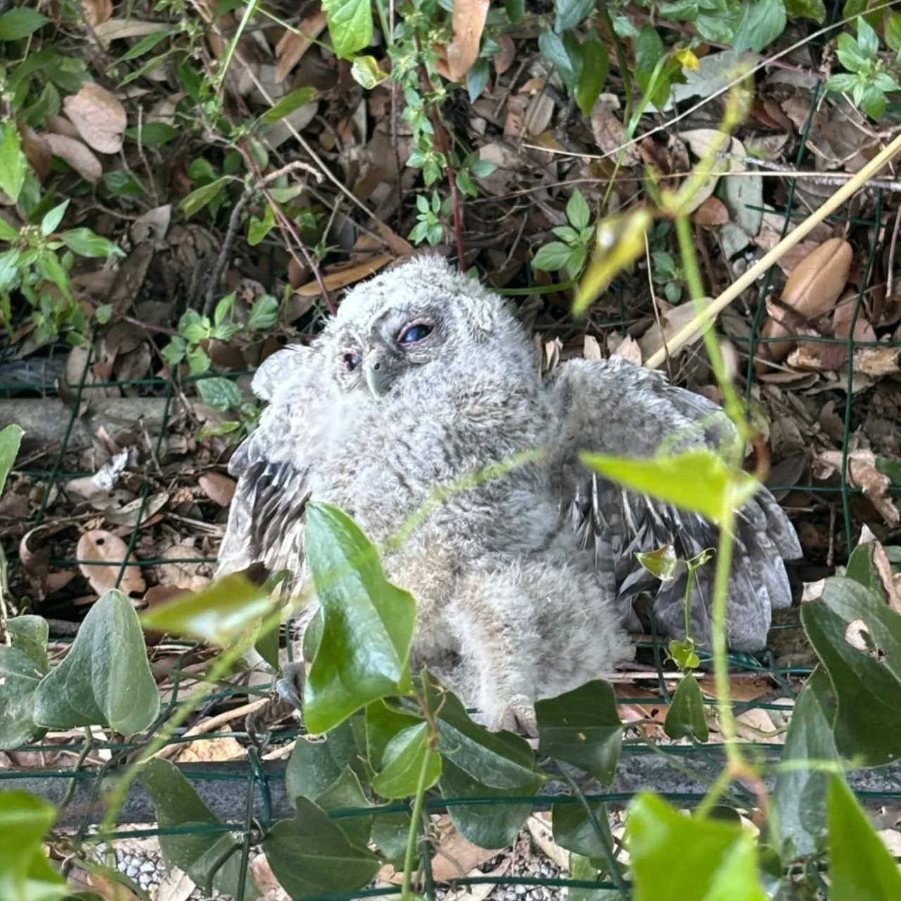 Guardiaparco salvano un allocco nel Parco di Portofino