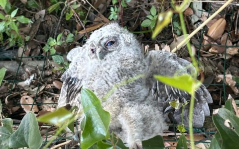 Guardiaparco salvano un allocco nel Parco di Portofino