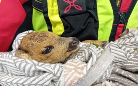 Salvato un cucciolo di capriolo alle Cinque Terre