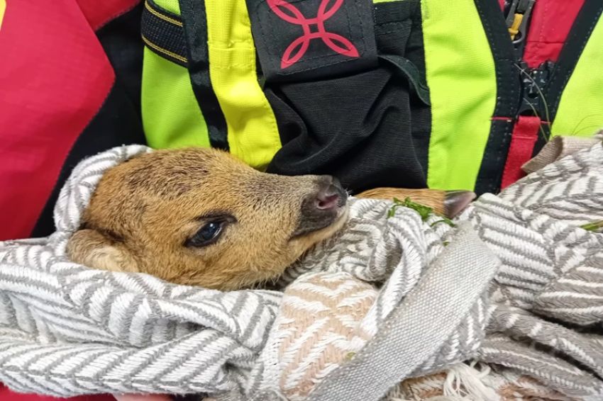 Salvato un cucciolo di capriolo alle Cinque Terre