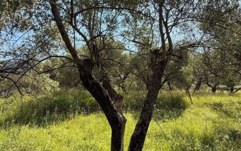 Casarza Ligure sostiene il progetto “Salvare un Oliveto Salva la Vita!”