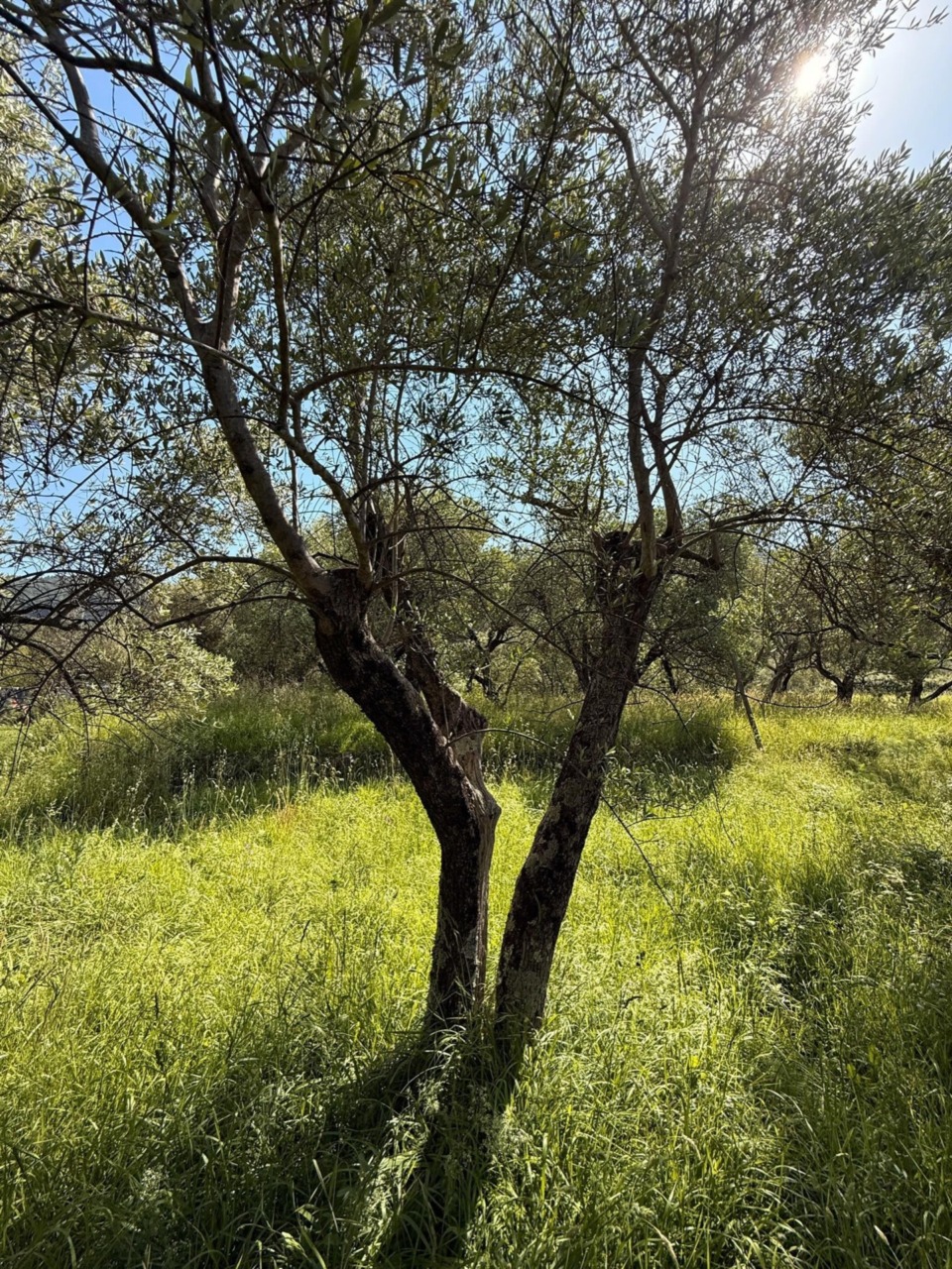 Casarza Ligure sostiene il progetto “Salvare un Oliveto Salva la Vita!”