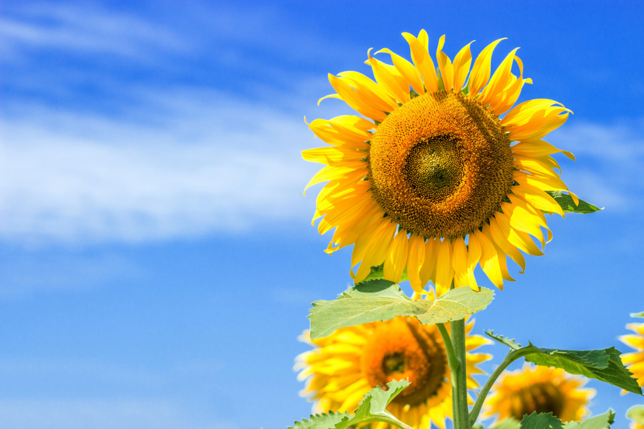 “Coltiviamo – Vivere sostenibile” chiude in bellezza con un focus su biodiversità e girasoli