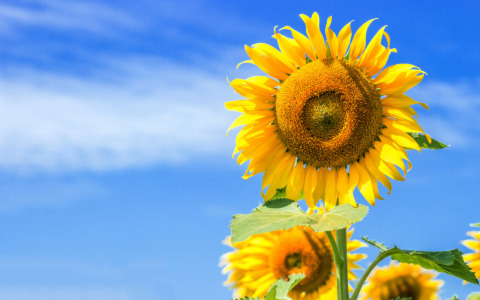 “Coltiviamo – Vivere sostenibile” chiude in bellezza con un focus su biodiversità e girasoli