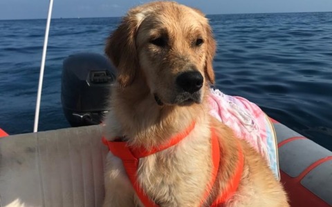 Condividi il tuo animale: diventa protagonista con le tue foto!