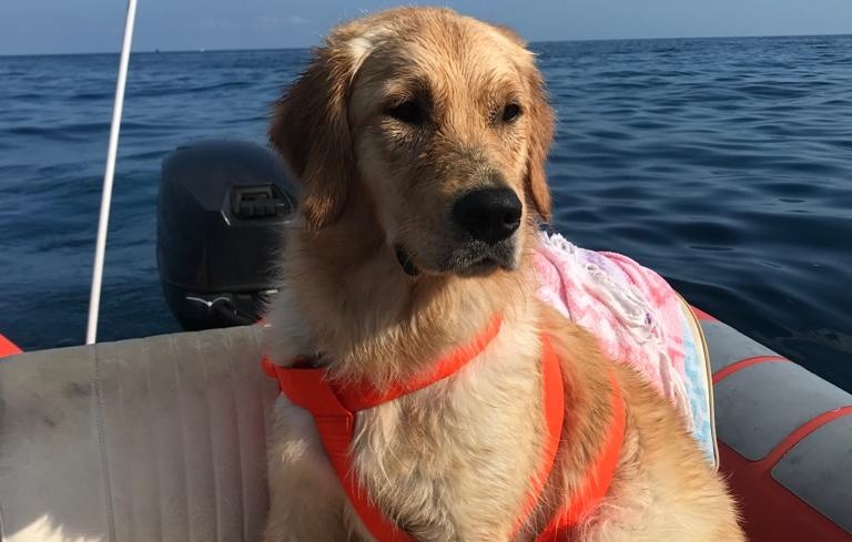 Condividi il tuo animale: diventa protagonista con le tue foto!