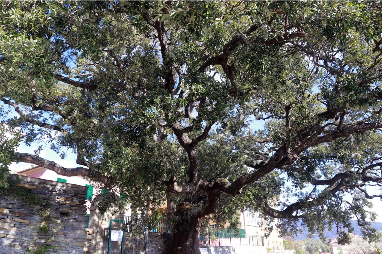 Interventi per il Leccio di Santa Giulia di Centaura: stanziati 30mila euro