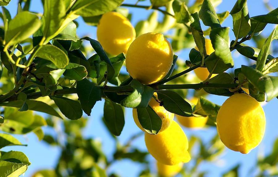 Limoni e agrumi: come coltivarli in giardino e in vaso