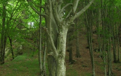 Sabato 6 giugno: trekking nella faggeta secolare del Monte Zatta con il Parco dell’Aveto