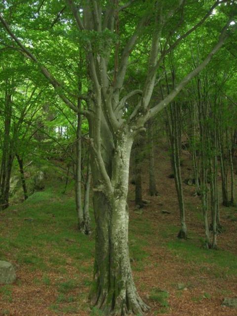 Sabato 6 giugno: trekking nella faggeta secolare del Monte Zatta con il Parco dell’Aveto