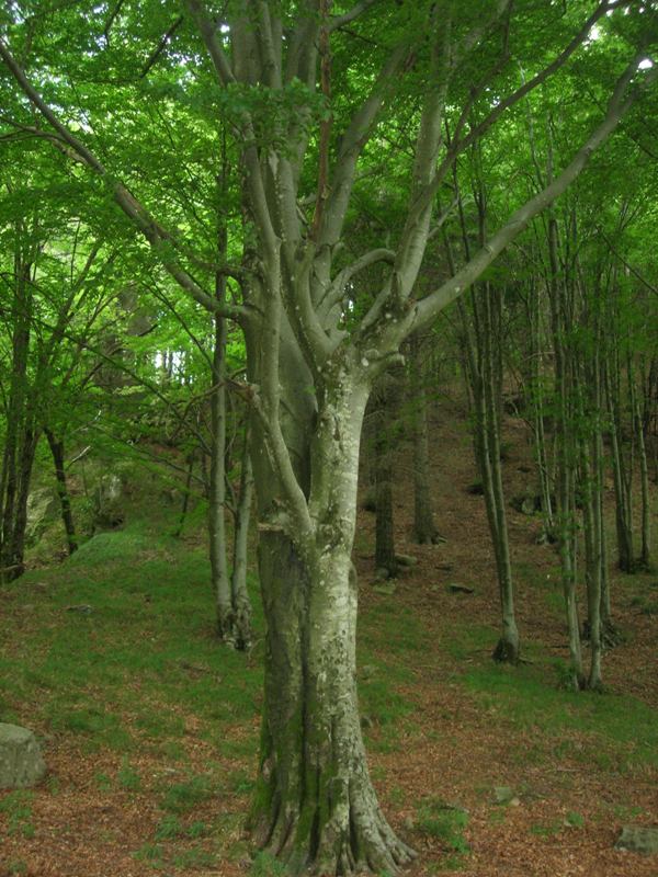 Sabato 6 giugno: trekking nella faggeta secolare del Monte Zatta con il Parco dell’Aveto