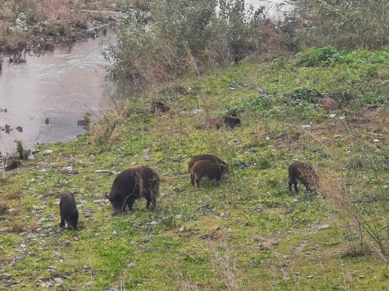 Situazione Peste Suina Africana: Aggiornamenti Recenti