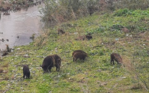 Situazione Peste Suina Africana: Aggiornamenti Recenti