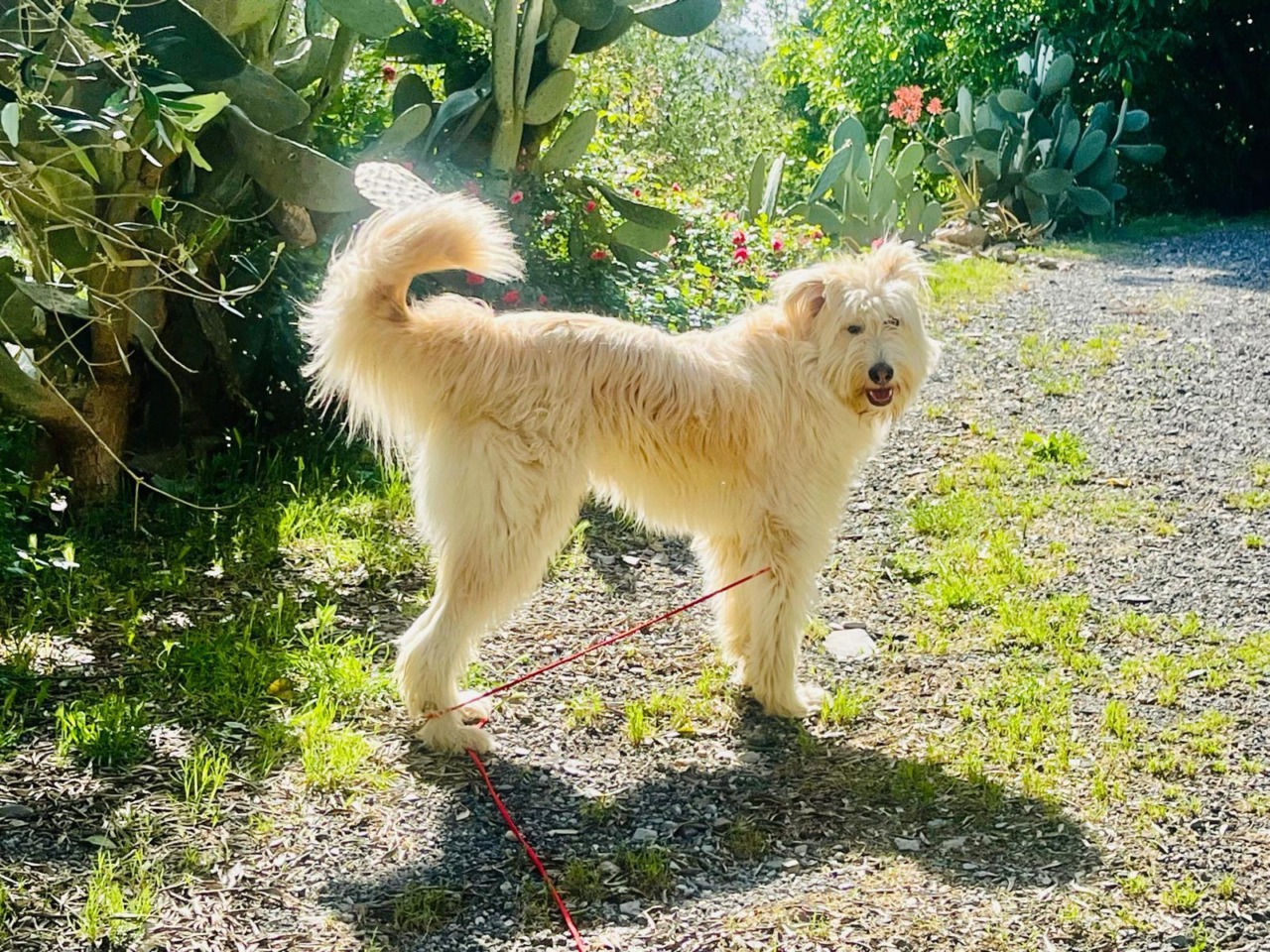 Aperitivo di beneficenza a Lavagna per Sombul, un cane salvato dalla strada