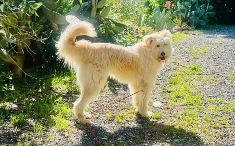 Aperitivo di beneficenza a Lavagna per Sombul, un cane salvato dalla strada
