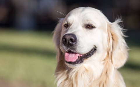 Celebra la Giornata internazionale del cane con Il Nuovo Levante e OPS Media