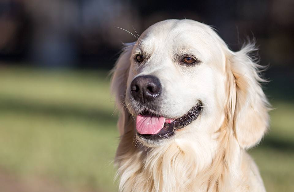 Celebra la Giornata internazionale del cane con Il Nuovo Levante e OPS Media