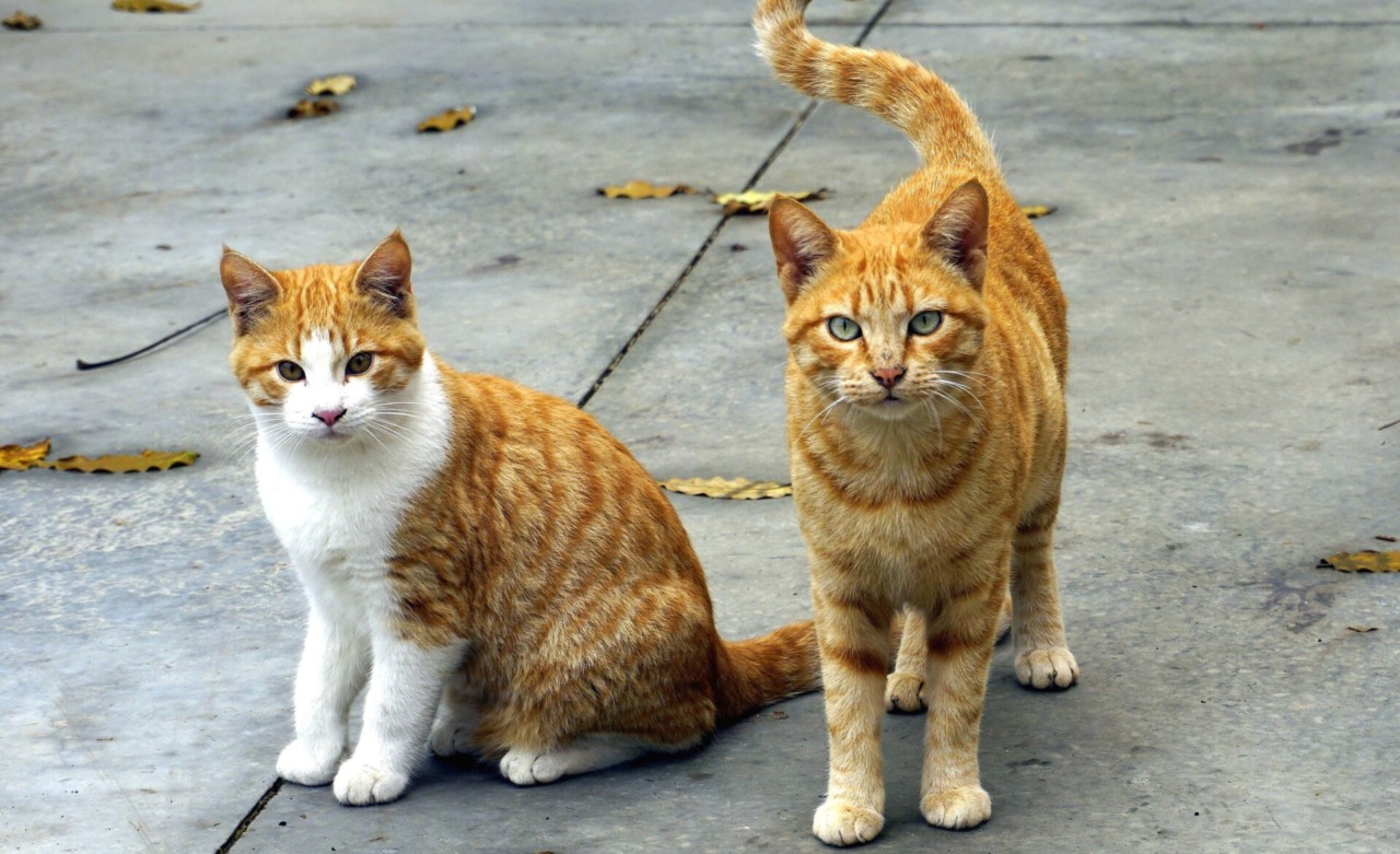 Celebriamo la Giornata Internazionale del gatto: inviateci le vostre foto!