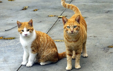 Celebriamo la Giornata Internazionale del gatto: inviateci le vostre foto!